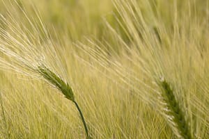 wheat, agriculture, nature-8033803.jpg